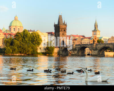 Cygnes et Canards nageant dans la rivière Vltava Banque D'Images