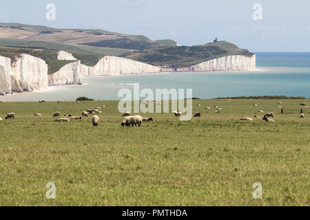 Sept sœurs cliffs à seaford eastbourne UK visités par les résidents et les touristes de partout. Les gens sont trop près de l'érosion des bords vers le haut. Banque D'Images