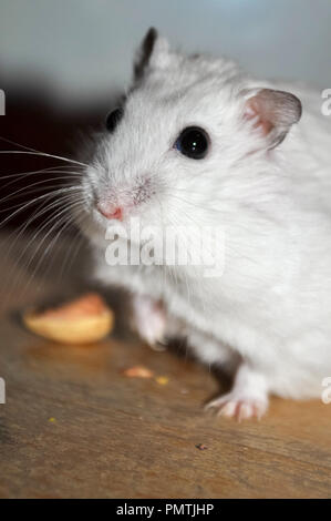 Sweet hamster djungarian, manger un écrou pistacchio, debout sur une chaise en bois et à tout droit Banque D'Images