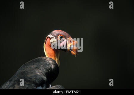 King vulture - Sarcorhamphus papa vautour pape ou roi Banque D'Images