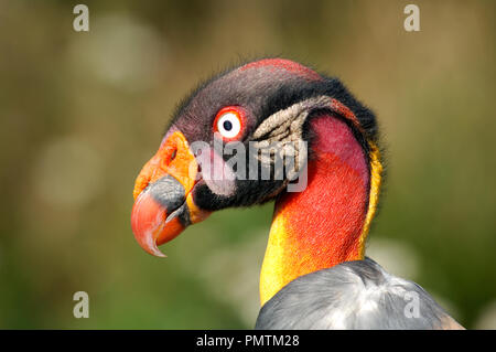 Vautour pape (Sarcorhamphus papa) Portrait vautour pape, roi Sarcorhamphe Banque D'Images