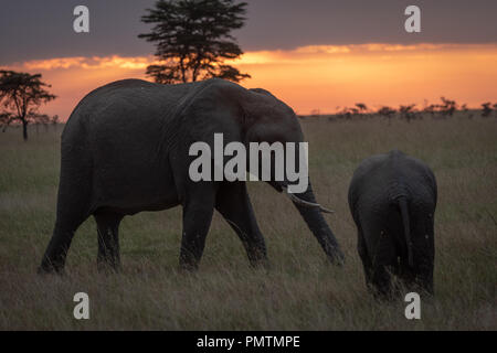 L'éléphant d'Afrique veau promenades vers au coucher du soleil Banque D'Images