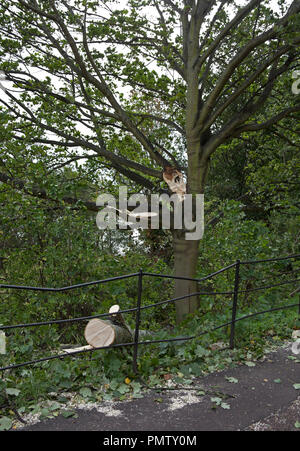 Duddingston Edimbourg, Ecosse, le 19 septembre 2018. UK weather storm Ali, à côté de Duddingston Loch dans Hoyrood graves Parc gales ont causé de graves dommages à plusieurs arbres qui ont été déracinés ou grosses branches arrachées à l'arbre les troncs de Rowan et Willow les spécimens, probablement en raison de l'arbres sont en pleine feuille, à ce début de l'automne. Banque D'Images