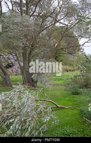 Duddingston Edimbourg, Ecosse, le 19 septembre 2018. UK weather storm Ali, à côté de Duddingston Loch dans Hoyrood graves Parc gales ont causé de graves dommages à plusieurs arbres qui ont été déracinés ou grosses branches arrachées à l'arbre les troncs de Rowan et Willow les spécimens, probablement en raison de l'arbres sont en pleine feuille, à ce début de l'automne. Banque D'Images