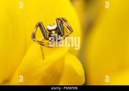 Homme araignée crabe Misumena vatia reposant sur gorse fleur. Tipperary, Irlande Banque D'Images