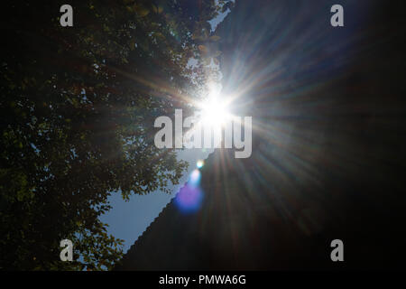 Rayons de soleil à travers des arbres pour en forêt d'automne. Banque D'Images