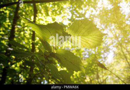 Rayons de soleil à travers des arbres pour en forêt d'automne. Banque D'Images