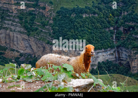 Lama marron sur fond vert gauche floue avec de petits poils brun ombre portrait des animaux d'élevage en montagne. Banque D'Images