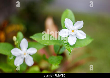 Comme flower White Star sur d'arbustes. Wrightia antidysenterica aka la Voie lactée, et flocon de neige de l'Arctique Banque D'Images