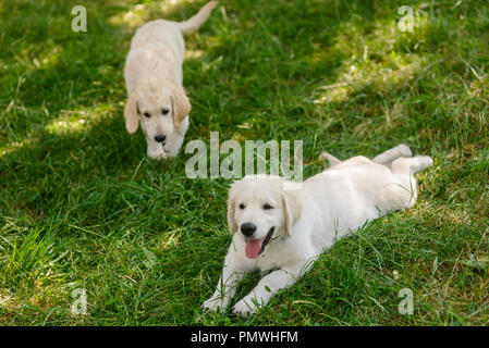 Deux adorables chiots ensemble Banque D'Images