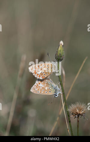 Lysandra bellargus Adonis (bleu). Paire de papillons, l'accouplement avec la femelle en haut Banque D'Images