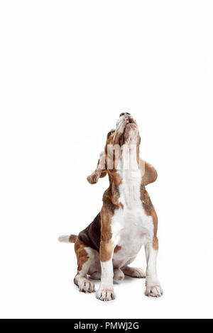 Vue avant du mignon chien beagle isolated on a white background studio Banque D'Images