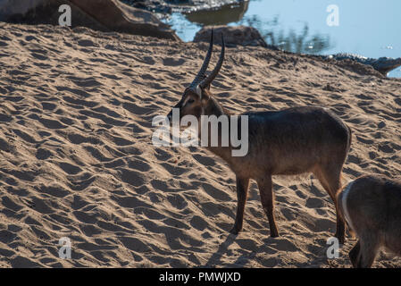 Waterbuck bull près de l'eau avec un crocodile dans l'arrière-plan Banque D'Images