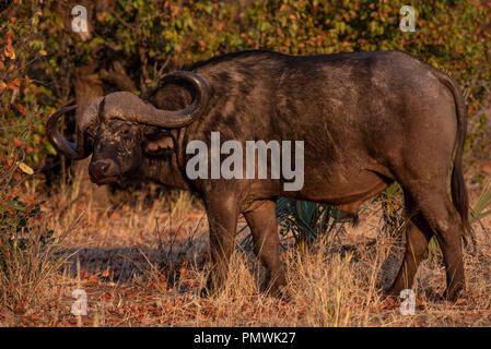 Buffalo bull dans un bois mopani donnant un coup d'oeil sale Banque D'Images