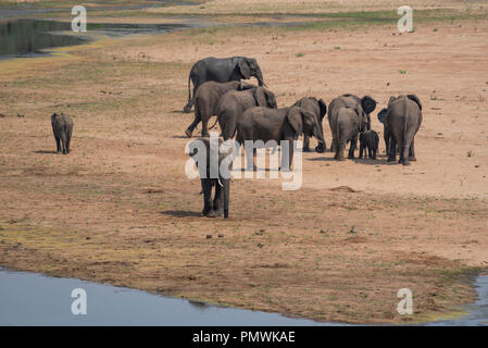 Élevage d'éléphants près de l'eau Banque D'Images