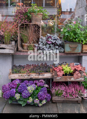 Plantes et fleurs d'automne pour la vente à l'extérieur à un fleuriste à Stavanger, Norvège. Plantes comprennent : l'Hydrangea, bruyères, Heuchera, Anémone Japonaise. Banque D'Images