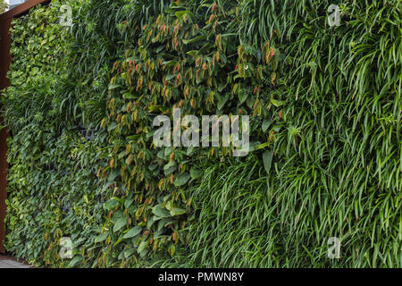 Une grande muraille verte à côté de l'autoroute du Pacifique dans le nord de Sydney. Sa structure à double paroi est remplis de près de 6000 plantes qui véhicule filtre exha Banque D'Images