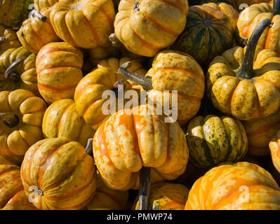 Photo de plusieurs citrouilles dans paprika orange-jaune en forme de couleur verte Banque D'Images