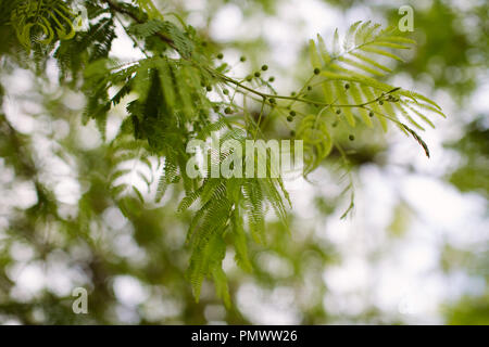 Close up of les feuilles duveteuses d'un Mimosa (Acacia) arbre au début du printemps sur l'image Banque D'Images