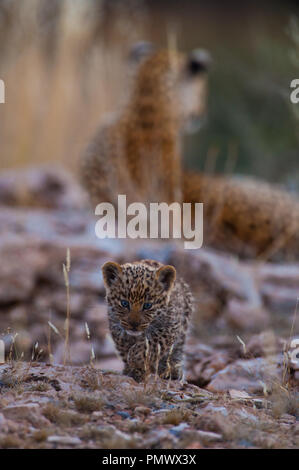 Léopard cub qui se traque dans le Kalahari Banque D'Images