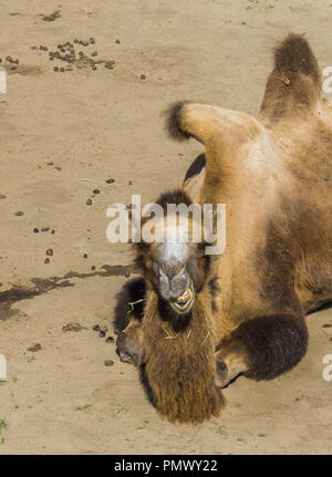 Bel animal portrait un chameau chewing in close up Banque D'Images