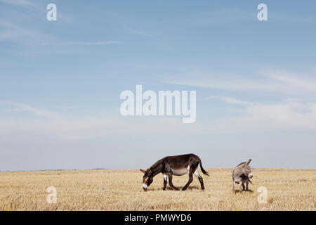 Les ânes à sunny rural field Banque D'Images