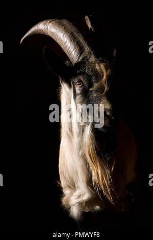 Bouc barbu portrait sur fond noir Banque D'Images