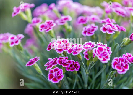 Jardin de couleurs vives, les fleurs cultivées dans le Suffolk, Angleterre Banque D'Images