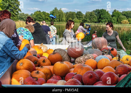 Berlin, Neukölln, Britzer Garten festival de la citrouille, wc séparés avec grande variété de courges et citrouilles Banque D'Images