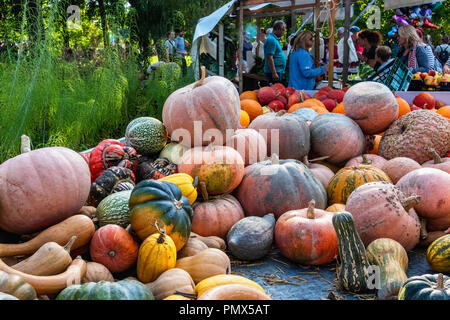 Berlin, Neukölln, Britzer Garten festival de la citrouille, wc séparés avec grande variété de courges et citrouilles Banque D'Images