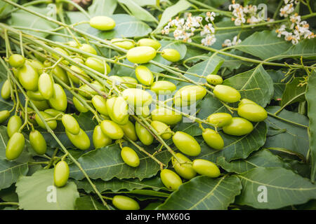 Les feuilles de neem médicinales avec fruits close up Banque D'Images