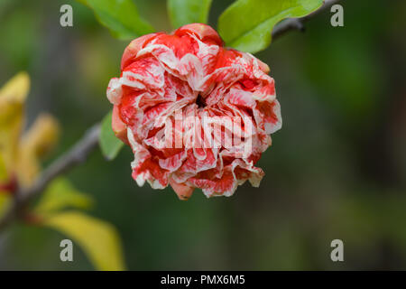 Fleur de grenade (Punica granatum) Banque D'Images