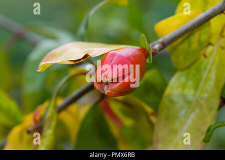 Les jeunes bourgeons ( ouverture de grenade Punica granatum) Banque D'Images