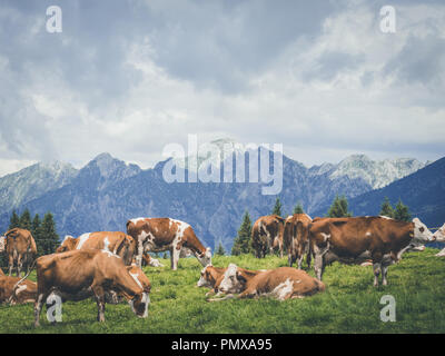 Élevage de vaches se reposant sur une prairie de montagne Banque D'Images