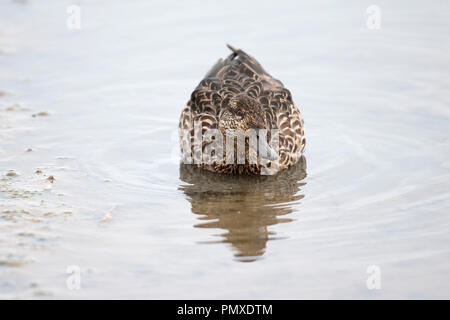 Eurasian Teal (Anas crecca) Banque D'Images