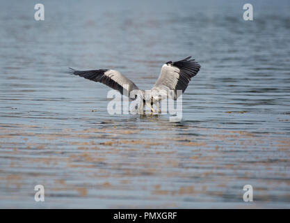 Héron cendré Ardea cinerea, la chasse, l'estuaire de Wyre, Lancashire, UK Banque D'Images