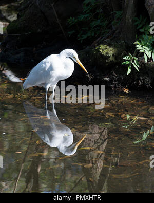 Grande Aigrette montrant sa réflexion sur l'eau et profiter de son environnement. Banque D'Images