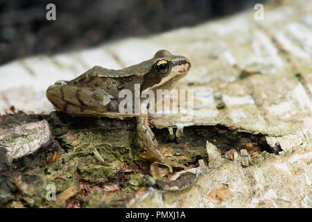 La petite grenouille rousse (Rana temporaria) Banque D'Images