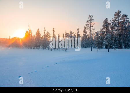 L'hiver. Le bord d'une forêt de pins court. Le coucher de soleil dans le ciel clair et brille par la cime des arbres Banque D'Images