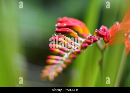 Crocosmia Lucifer. Banque D'Images