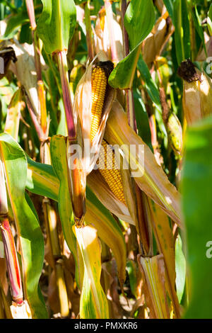 Les épis mûrs dans un champ de maïs éclairé par les derniers rayons du soleil. Banque D'Images