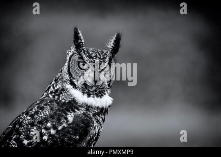 Eagle Owl en mono Banque D'Images