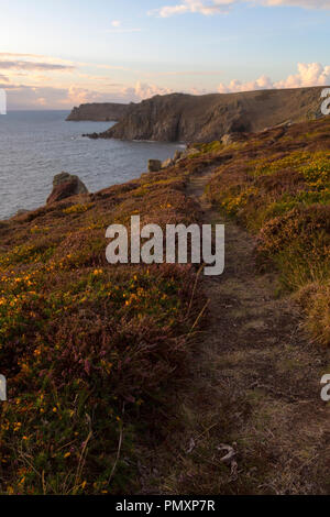 La bruyère et l'ajonc sur le sentier des douaniers près de West Cornwall Pendower Cove dans Banque D'Images