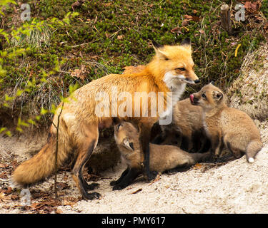 Red Fox portrait ses petits et profiter de son environnement. Banque D'Images