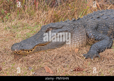 Tête d'un alligator dans le pèlerin Okefenokee National Wildlife Refuge en Géorgie Banque D'Images