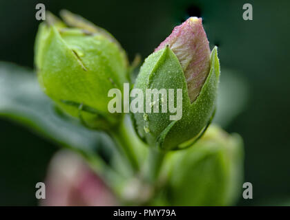 Rose de Sharon en fleur Banque D'Images