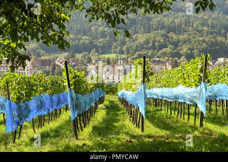 Freiburg vignes, vignes couvert de filet sur les collines entourant la ville de Freiburg im Breisgau, Allemagne, Banque D'Images