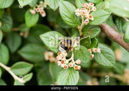 La bumblebee, Bombus terrestris/lucorum la collecte du pollen des fleurs d'Hybridus pendulus, Cotoneaster arbre, Dorset, UK Banque D'Images
