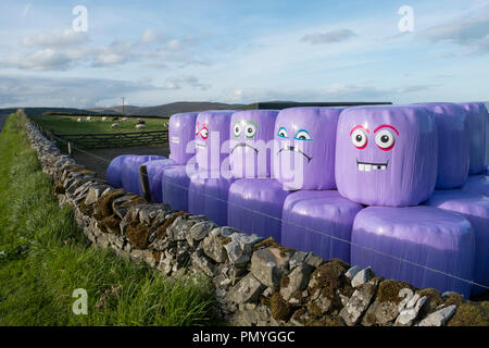 Ensilage humoristique les balles stockées dans un champ près de Selkirk Scottish Borders. Banque D'Images