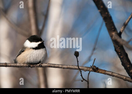 Oiseau mésange perchée sur une branche à l'arrière-plan flou dans son environnement et de l'environnement affichage de plumes, à tête noire, yeux, bec, plumage. Banque D'Images